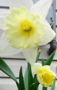 Daffodil