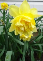 Stalking daffodil