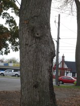 In other news, the tree formerly known as Nosehair is sporting a new eyebrow