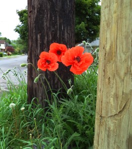 poppies