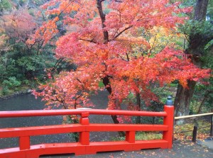 Autumn colours in December