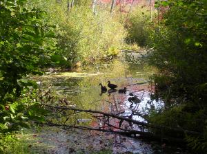 MINOLTA DIGITAL CAMERA